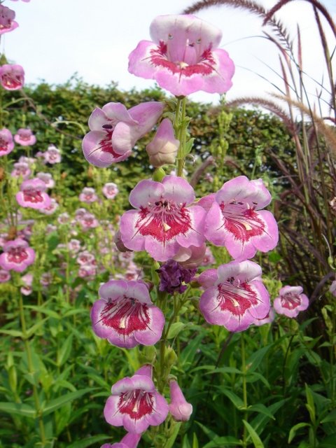 Penstemon x 'Lilac Purple'